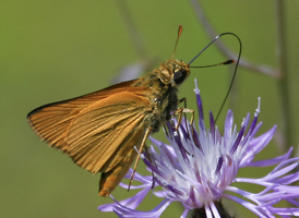 Delaware Skipper